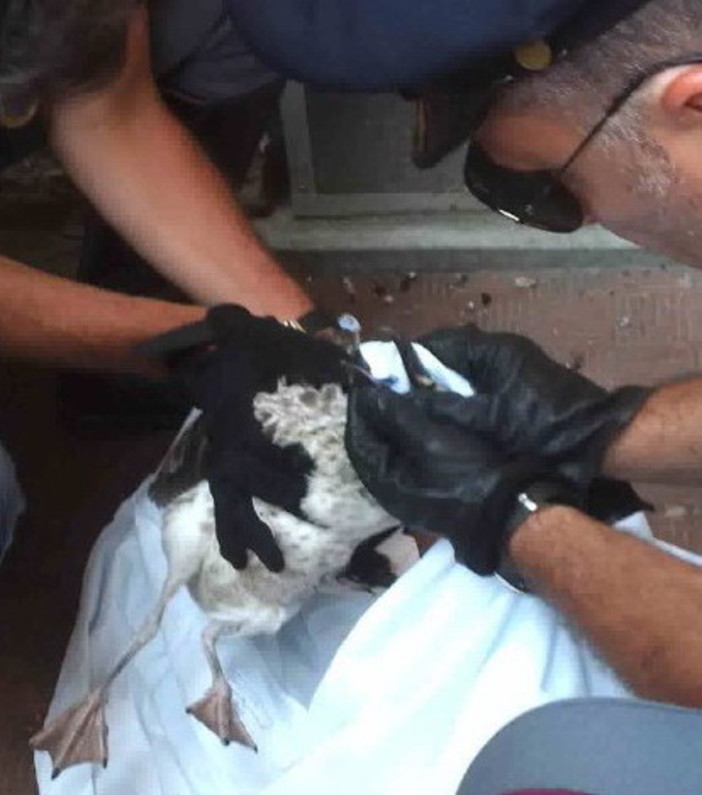 Imperia: gabbiani feriti, nessuna convenzione ed una casistica importante. Oggi l'intervento della Polizia Imperia: gabbiani feriti, nessuna convenzione ed una casistica importante. Oggi l'intervento della Polizia