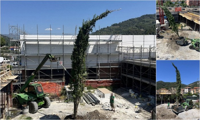 Ginkgo biloba, un albero della vita spunta nel cortile della nuova scuola di Camporosso (Foto)