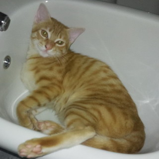 Sanremo: gatto molto giovane smarrito il 16 gennaio in strada San Lorenzo