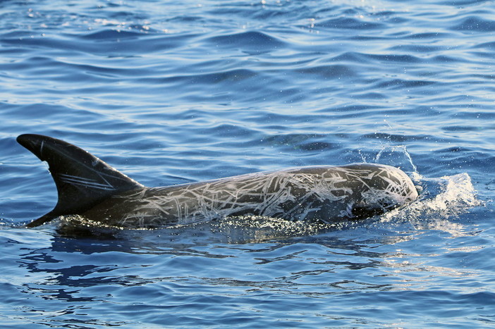 San Bartolomeo al Mare: 'whale watching' nel Santuario dei Cetacei, eccezionale avvistamento di 'Grampi' (Delfini)