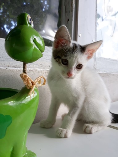 Gattino di due mesi cerca una famiglia che lo accolga con amore