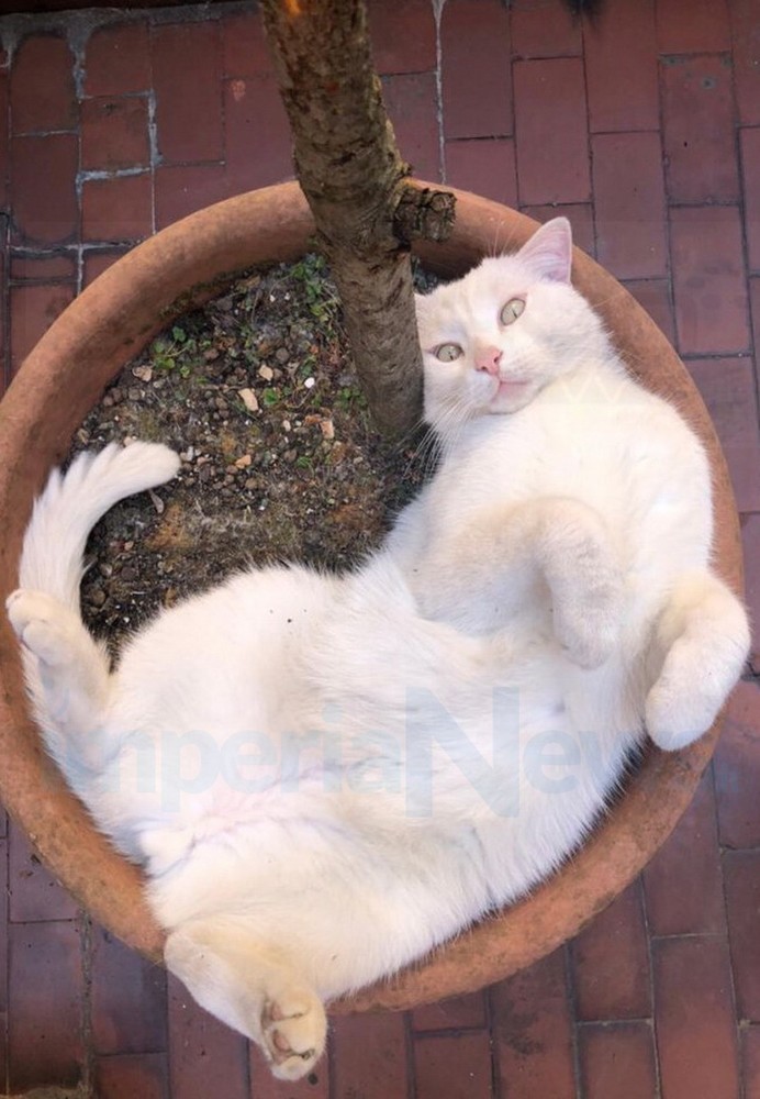 Sanremo: è scomparso da alcuni giorni in via Volta il gatto 'Teo', la preoccupazione dei proprietari (Foto)