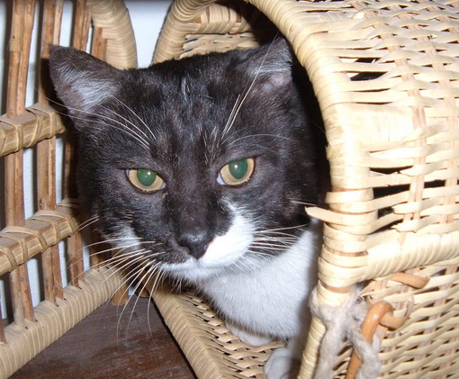 Imperia: smarrito a Riva di Artallo un gatto grigio e bianco di 6 anni, l'appello dei proprietari