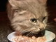 Arma di Taggia: domani allo 'Spazio Conad' la raccolta di cibo per i gatti randagi