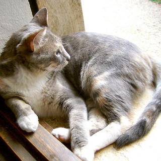 Sanremo: prevenzione del randagismo e micie gravide, alcuni appunti della Lega del Gatto Sanremo: prevenzione del randagismo e micie gravide, alcuni appunti della Lega del Gatto