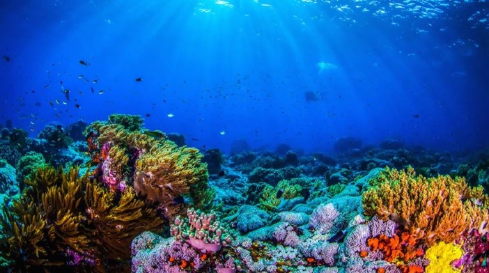 Sanremo: al Museo Civico di Palazzo Nota si celebra la Giornata Mondiale degli Oceani Sanremo: al Museo Civico di Palazzo Nota si celebra la Giornata Mondiale degli Oceani