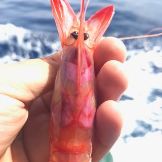 Paventata chiusura della pesca al gambero di profondità: Di Muro "Se vero serve intervenire in Europa"