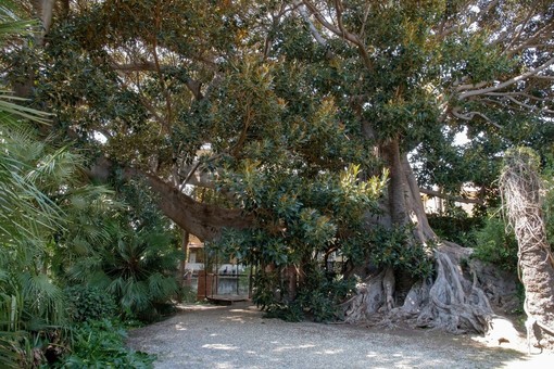 Bordighera: la poesia di Gianmarco Parodi nel giardino del Museo Bicknell Bordighera: la poesia di Gianmarco Parodi nel giardino del Museo Bicknell