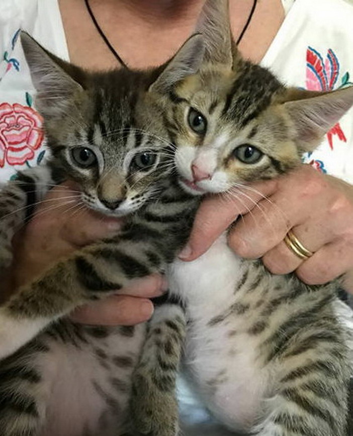 Sanremo: i due gattini di tre mesi nei giorni scorsi sono stati adottati