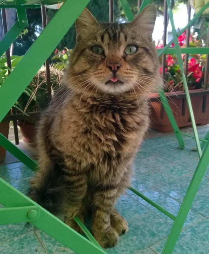 Bordighera: il gatto trovato in via Pasteur è tornato dalla sua famiglia Bordighera: il gatto trovato in via Pasteur è tornato dalla sua famiglia