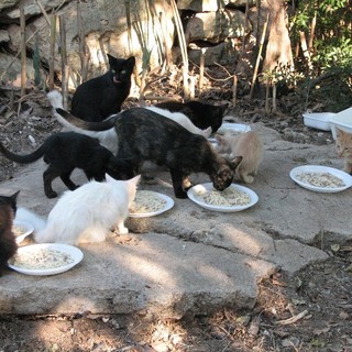 Sanremo: oltre 43 mila euro a disposizione di chi si prenderà cura per tre anni di gatti randagi e colonie feline