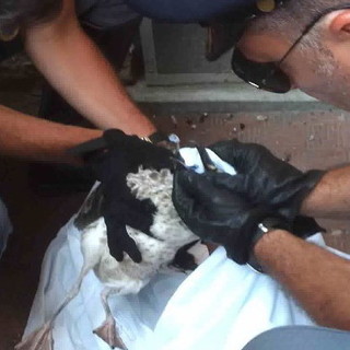 Imperia: gabbiani feriti, nessuna convenzione ed una casistica importante. Oggi l'intervento della Polizia Imperia: gabbiani feriti, nessuna convenzione ed una casistica importante. Oggi l'intervento della Polizia