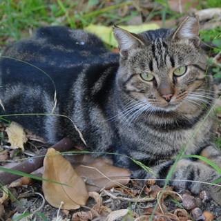Sanremo: Tigrotto, il gatto scomparso nei giardini di Villa Ormond, è stato ritrovato