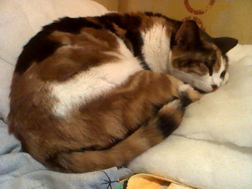 Sanremo: smarrita nella zona di via Peirogallo la gattina 'Penelope', l'appello della proprietaria