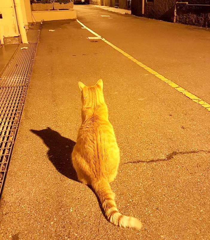 Sanremo: c'è un quartiere che è senza l'ombra di un topo, sapete il motivo? Perchè c'è 'Camillo' il gatto 'killer'