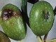 Olivicoltura: tre giovani piemontesi propongono una nuova formulazione contro la mosca dell’olivo