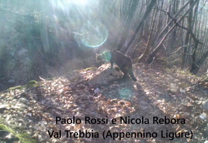 Filmato nell'entroterra di Genova per la prima volta in Liguria un gatto selvatico (Video)
