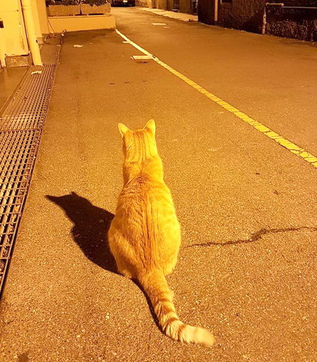 Sanremo: c'è un quartiere che è senza l'ombra di un topo, sapete il motivo? Perchè c'è 'Camillo' il gatto 'killer' Sanremo: c'è un quartiere che è senza l'ombra di un topo, sapete il motivo? Perchè c'è 'Camillo' il gatto 'killer'