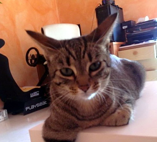 Sanremo: smarrito ieri sera nella zona di via Peirogallo un gatto maschio, l'appello del proprietario