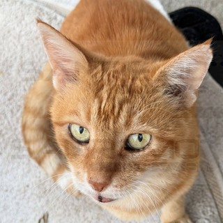 Pompeiana, investito un grosso gatto rosso: si cerca la clinica che lo ha soccorso e il ragazzo che si è fermato