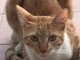 Vallecrosia: scomparsa da sabato scorso la gattina 'Gigia' (nella foto), l'appello della proprietaria