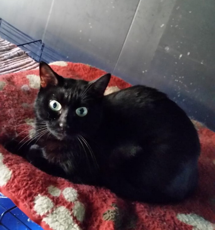 Sanremo: è stata trovata una gattina nera, si cercano i suoi proprietari