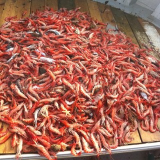 Sanremo: lotta per la pesca del gambero, istituita sede dell'associazione 'Confini Italiani'