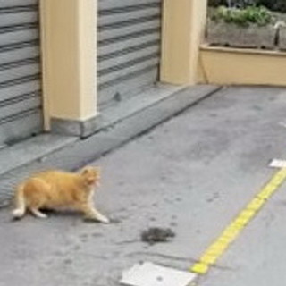Sanremo: in via Volta e via Val del Ponte c'è sempre il gatto 'Camillo' che caccia i topi Sanremo: in via Volta e via Val del Ponte c'è sempre il gatto 'Camillo' che caccia i topi