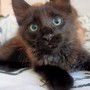 Arma di Taggia: 'Tato', gattino di 55 giorni è alla ricerca di una famiglia che gli doni affetto (Foto)