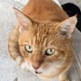 Pompeiana, investito un grosso gatto rosso: si cerca la clinica che lo ha soccorso e il ragazzo che si è fermato Pompeiana, investito un grosso gatto rosso: si cerca la clinica che lo ha soccorso e il ragazzo che si è fermato