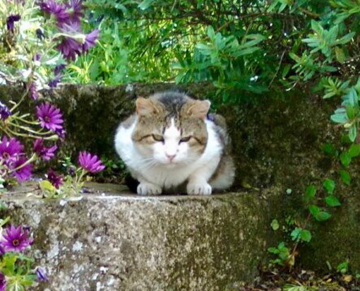 Sanremo: gatto da giorni nella zona di via Duca degli Abruzzi, l'appello di una lettrice