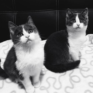 Due stupendi gatti Krapfen e Maritozzo cercano una casa: hanno due mesi e possono essere adottati Due stupendi gatti Krapfen e Maritozzo cercano una casa: hanno due mesi e possono essere adottati