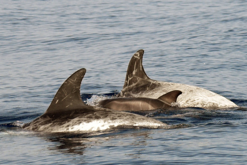 Sanremo, oltre 130 avvistamenti di cetacei: due mesi eccezionali nel Santuario Pelagos (Foto) Sanremo, oltre 130 avvistamenti di cetacei: due mesi eccezionali nel Santuario Pelagos (Foto)