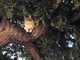 Sanremo: vigili del fuoco salvano gatto rimasto su un albero a Poggio, i ringraziamenti di una lettrice (Video)