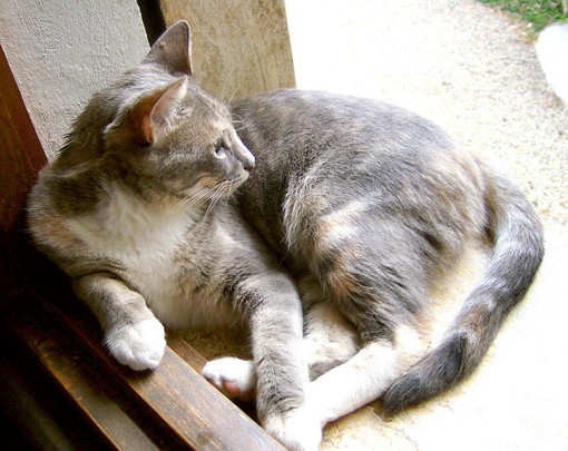 Sanremo: prevenzione del randagismo e micie gravide, alcuni appunti della Lega del Gatto Sanremo: prevenzione del randagismo e micie gravide, alcuni appunti della Lega del Gatto