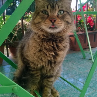 Bordighera: il gatto trovato in via Pasteur è tornato dalla sua famiglia Bordighera: il gatto trovato in via Pasteur è tornato dalla sua famiglia
