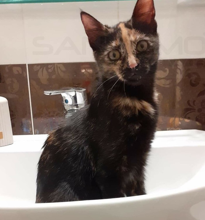 Sanremo: la gattina Minù è stata ritrovata, i ringraziamenti della sua famiglia