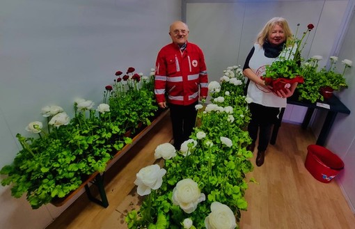 Fiera di San Benedetto, gazebo con ranuncoli di Cri a Taggia per aiutare le famiglie indigenti (Foto) Fiera di San Benedetto, gazebo con ranuncoli di Cri a Taggia per aiutare le famiglie indigenti (Foto)