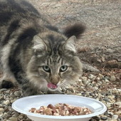 Un aiuto per gli animali che sono soli: raccolta cibo per i gatti randagi al Petstore Conad di Arma di Taggia