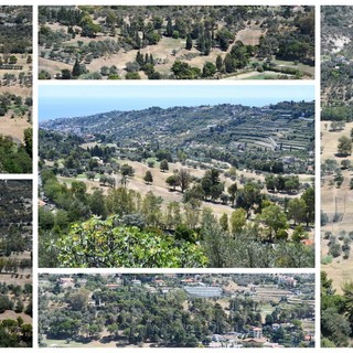 Sanremo: campi ormai 'gialli' al Golf degli Ulivi a causa della siccità, centellinata l'acqua per l'irrigazione