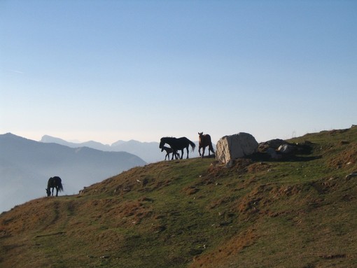 Imperia: un 'mini comitato' per la salvaguardia del Monte Faudo e del suo comprensorio Imperia: un 'mini comitato' per la salvaguardia del Monte Faudo e del suo comprensorio