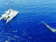 Ambiente, consegnati da Regione Liguria e Fondazione Cima le bandiere di certificazione di qualità del Whale Watching