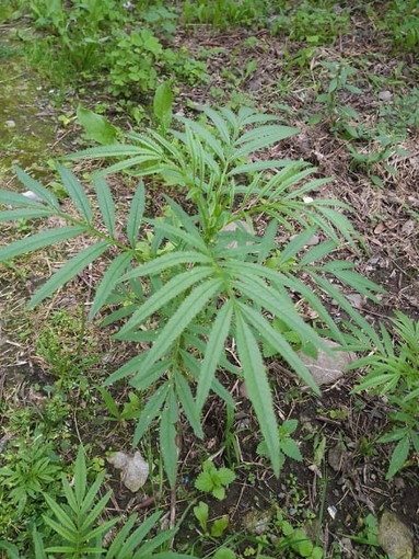 A Camporosso si coltiva anche la 'Huatacay': pianta sacra nelle civiltà precolombiane e appartenente all'Arca del Gusto di Slow Food