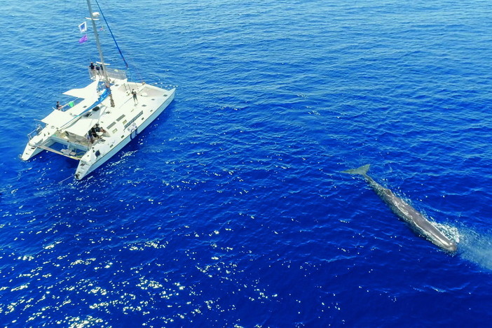 Ambiente, consegnati da Regione Liguria e Fondazione Cima le bandiere di certificazione di qualità del Whale Watching