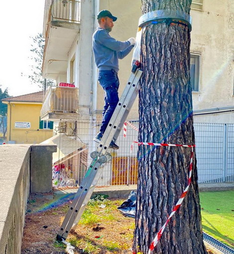 Ventimiglia: lotta alla Processionaria, serie di interventi in città. Scullino "Fenomeno diffuso e difficile da combattere" Ventimiglia: lotta alla Processionaria, serie di interventi in città. Scullino "Fenomeno diffuso e difficile da combattere"