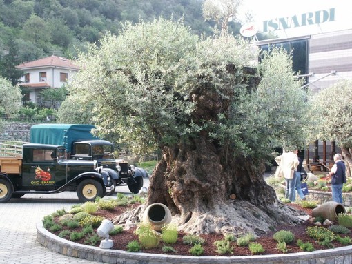 Imperia: deserta la prima asta per la vendita dello storico stabilimento oleario Isnardi Spa