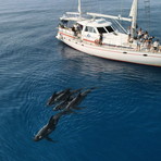 Clima, traffico navale e scarsità di cibo: così cambiano le rotte dei cetacei nel santuario Pelagos Clima, traffico navale e scarsità di cibo: così cambiano le rotte dei cetacei nel santuario Pelagos