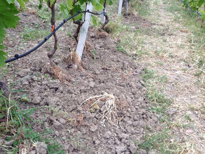 Vallecrosia: troppi ungulati vicini al centro città, emanata nuova ordinanza per l'abbattimento