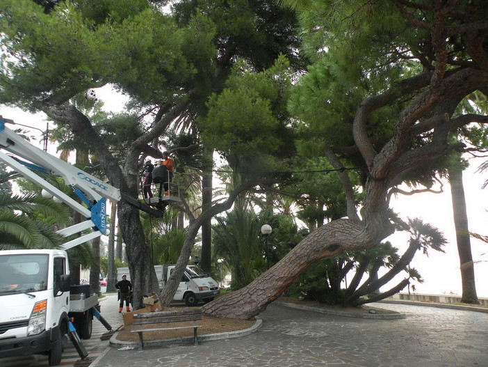 Sanremo: intervento conservativo per salvaguardare i pini monumentali di Corso Imperatrice