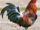 San Bartolomeo a Mare: domani all'alba, il primo festival del 'Canto del Gallo' San Bartolomeo a Mare: domani all'alba, il primo festival del 'Canto del Gallo'